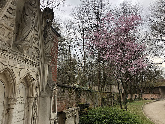 Kirschblüten auf dem Alten Südfriedhof (©Foto: Martin Schmitz)